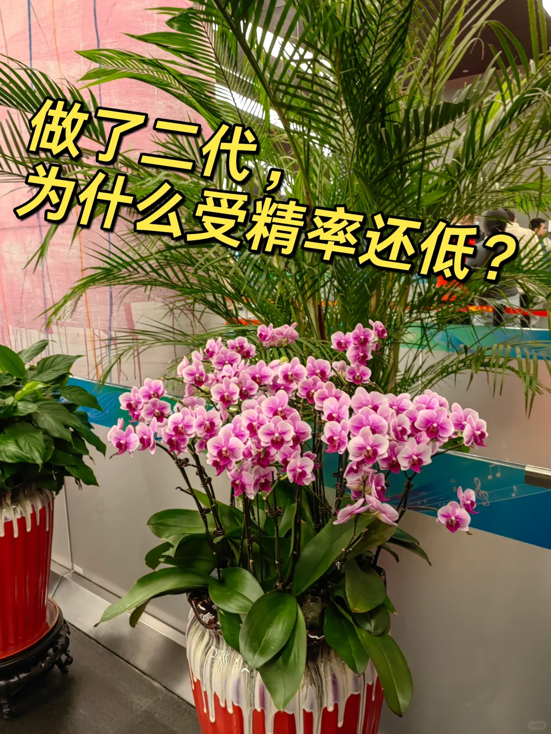 做了二代，为什么还受精率低？,代孕那里好